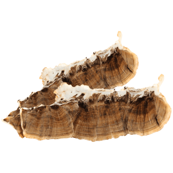 Lekovita gljiva ćuranov rep – latinski naziv: Trametes versicolor – Ćuranov rep ima antikancerogeni efekat i poboljšava imunitet