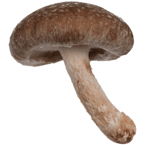 Lekovite gljive šitake – latinski naziv: Lentinula edodes – Šitake imaju antitumorsko, antivirusno i antibakterijsko dejstvo